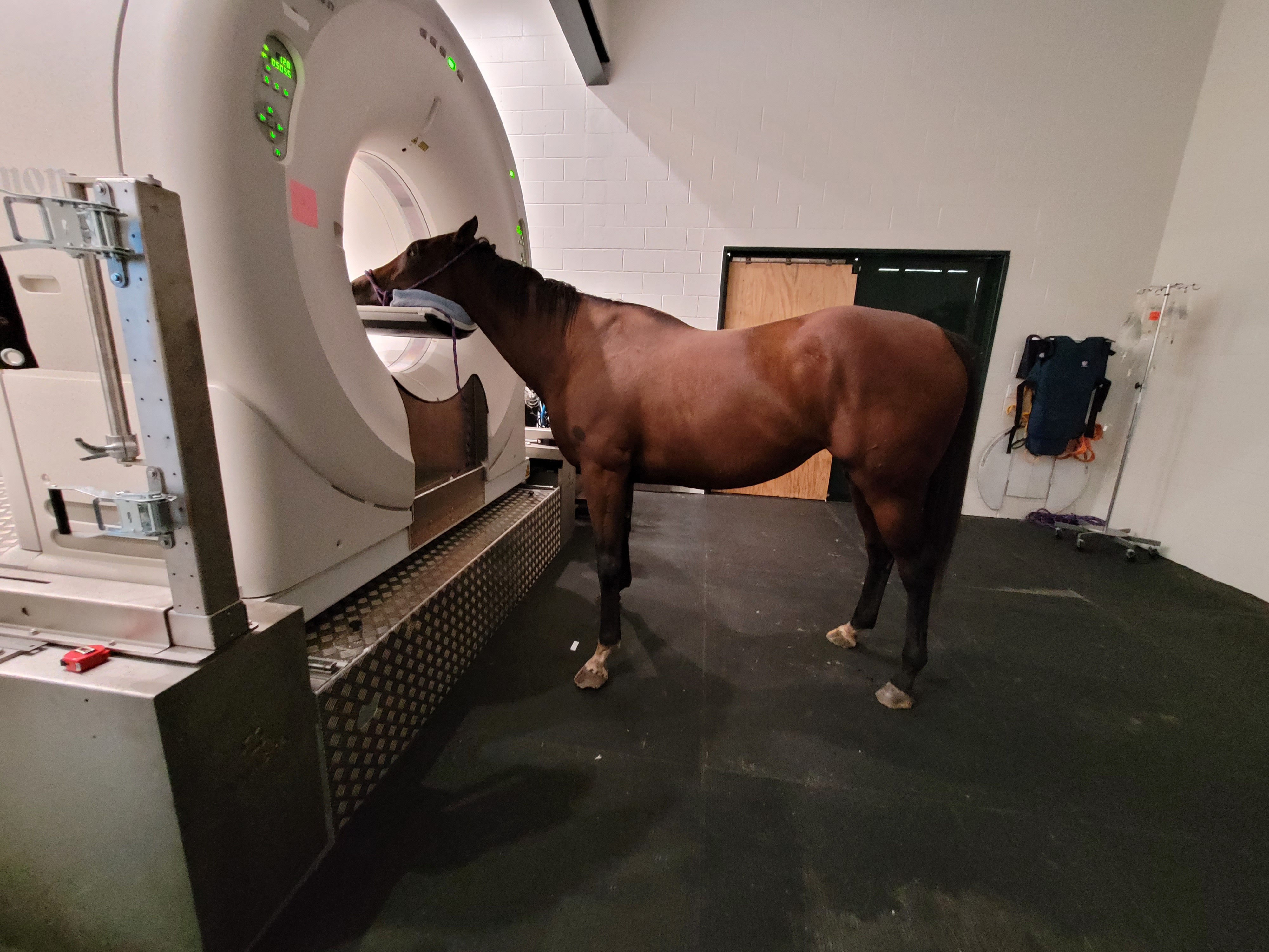 CT scan at Ocala Equine Hospital in Ocala Florida