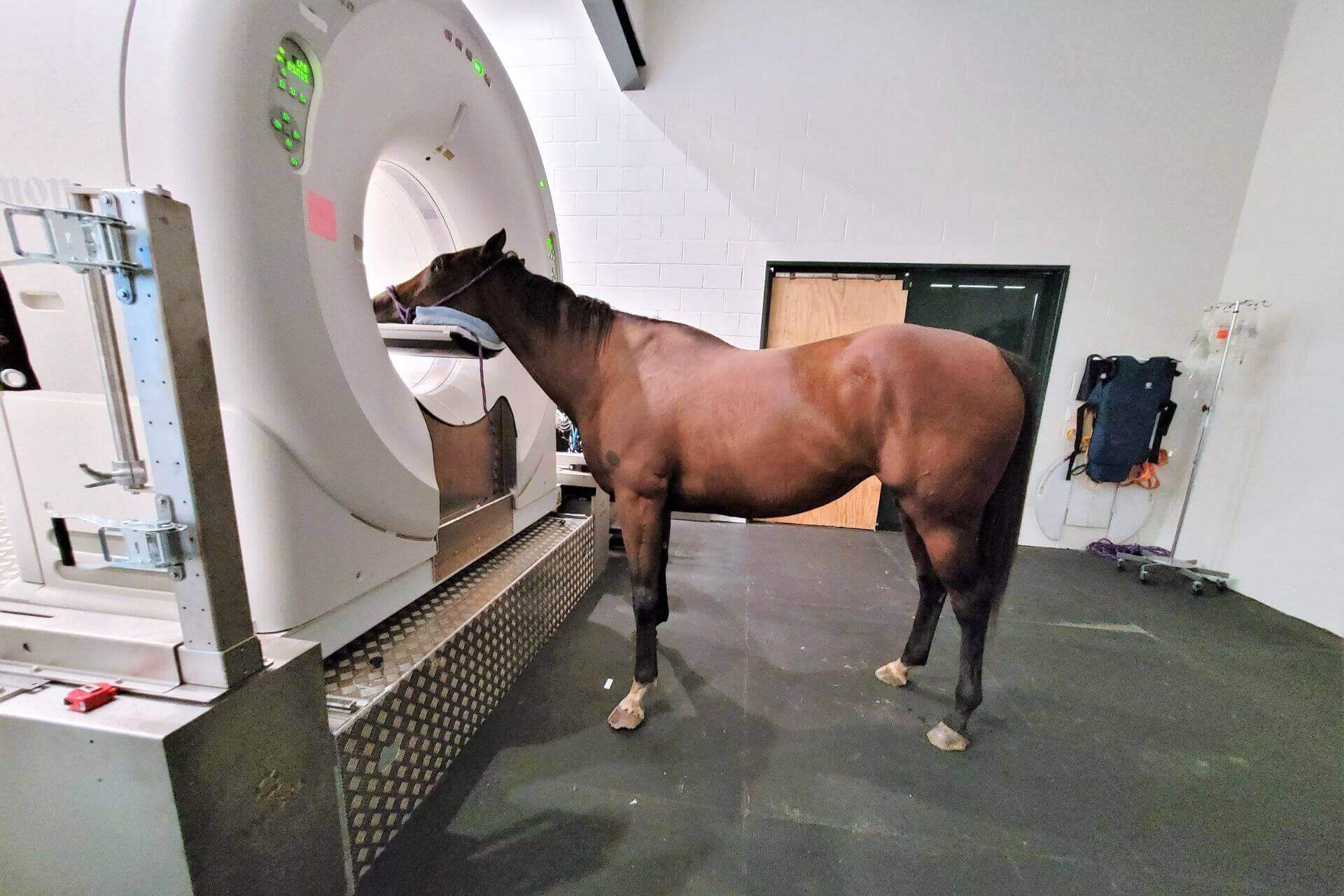 Diagnostic services at Ocala Equine Hospital in Ocala Florida