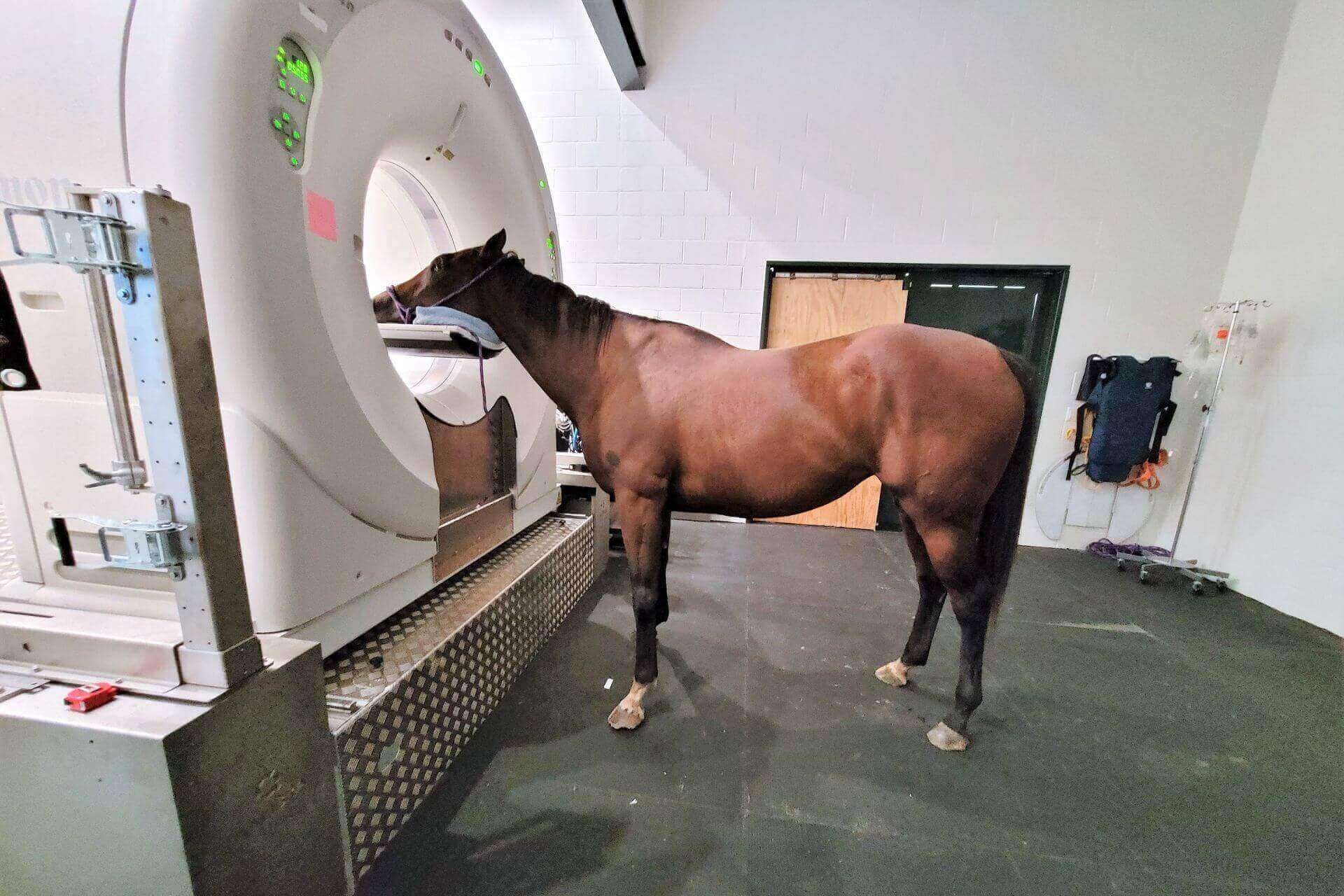 Veterinary hospital near me