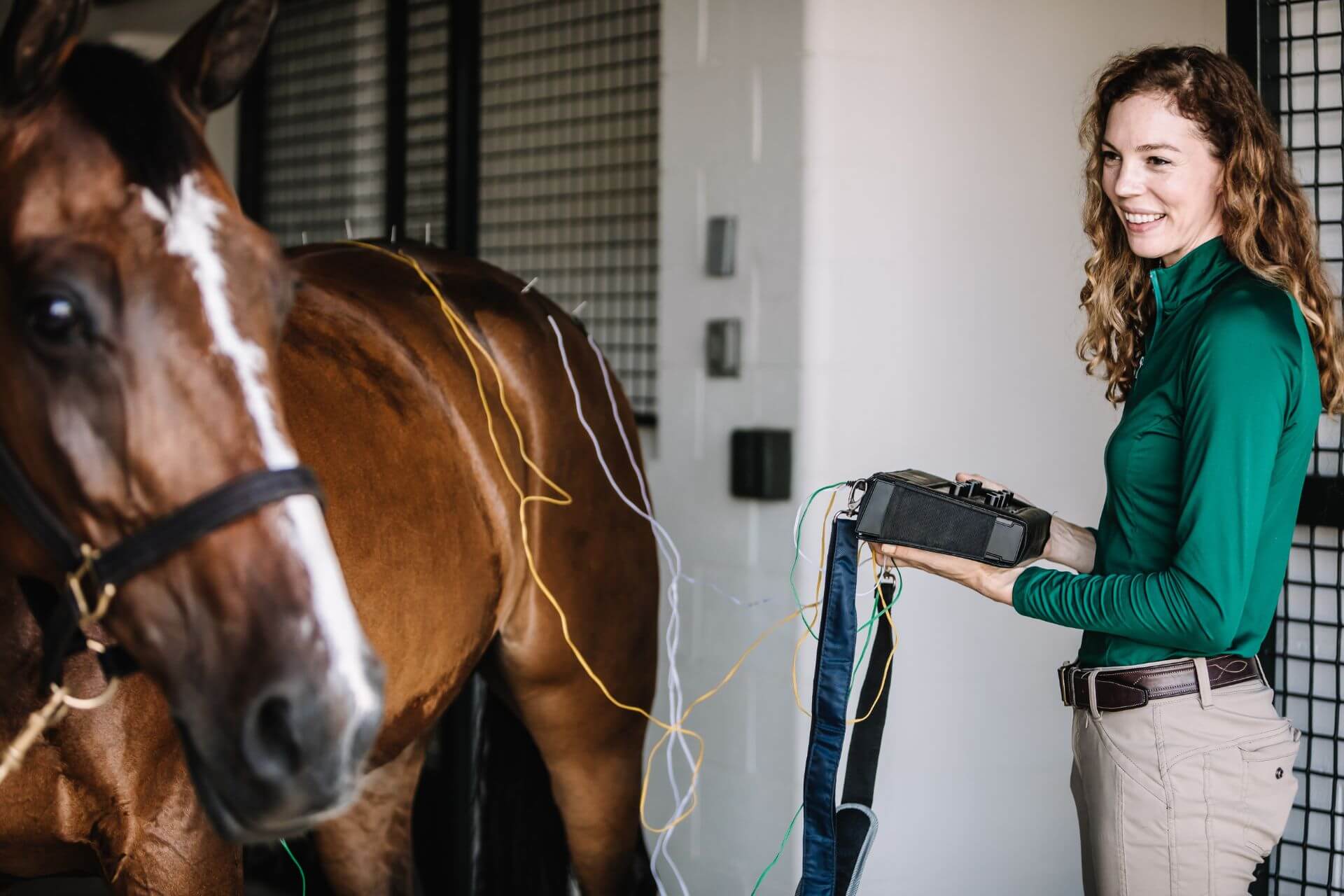 Alternative Medicine we offer at Ocala Equine