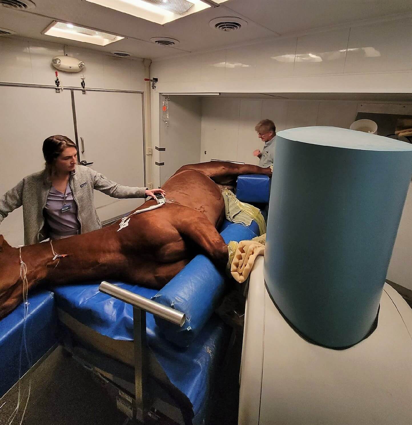 MRI with horses at Ocala Equine Hospital
