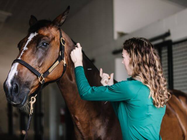 Horse getting Acupuncture 