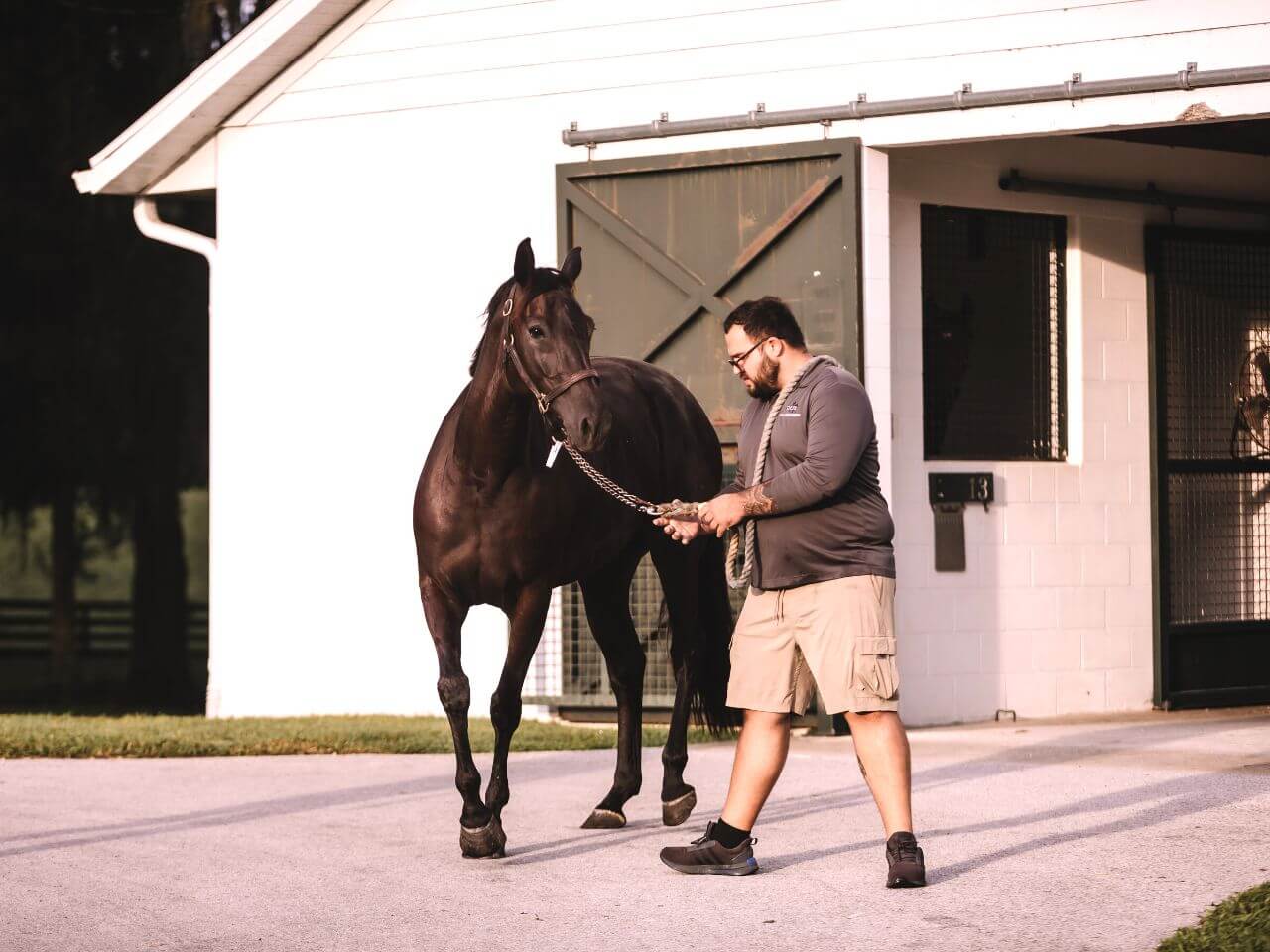 Full Service Equine Hospital At Ocala Equine Ocala Fl.