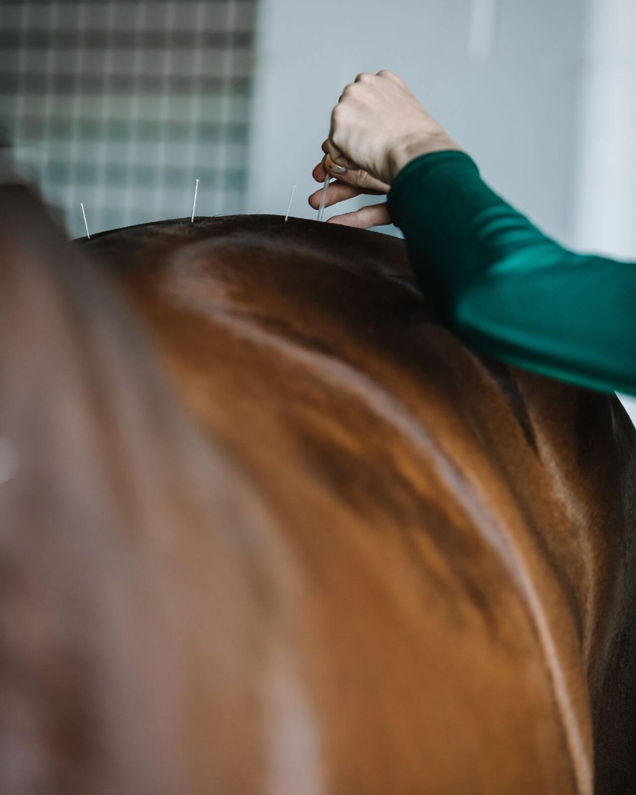 Acupuncture at Ocala Equine