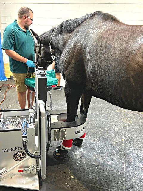 Pet Scan at Ocala Equine