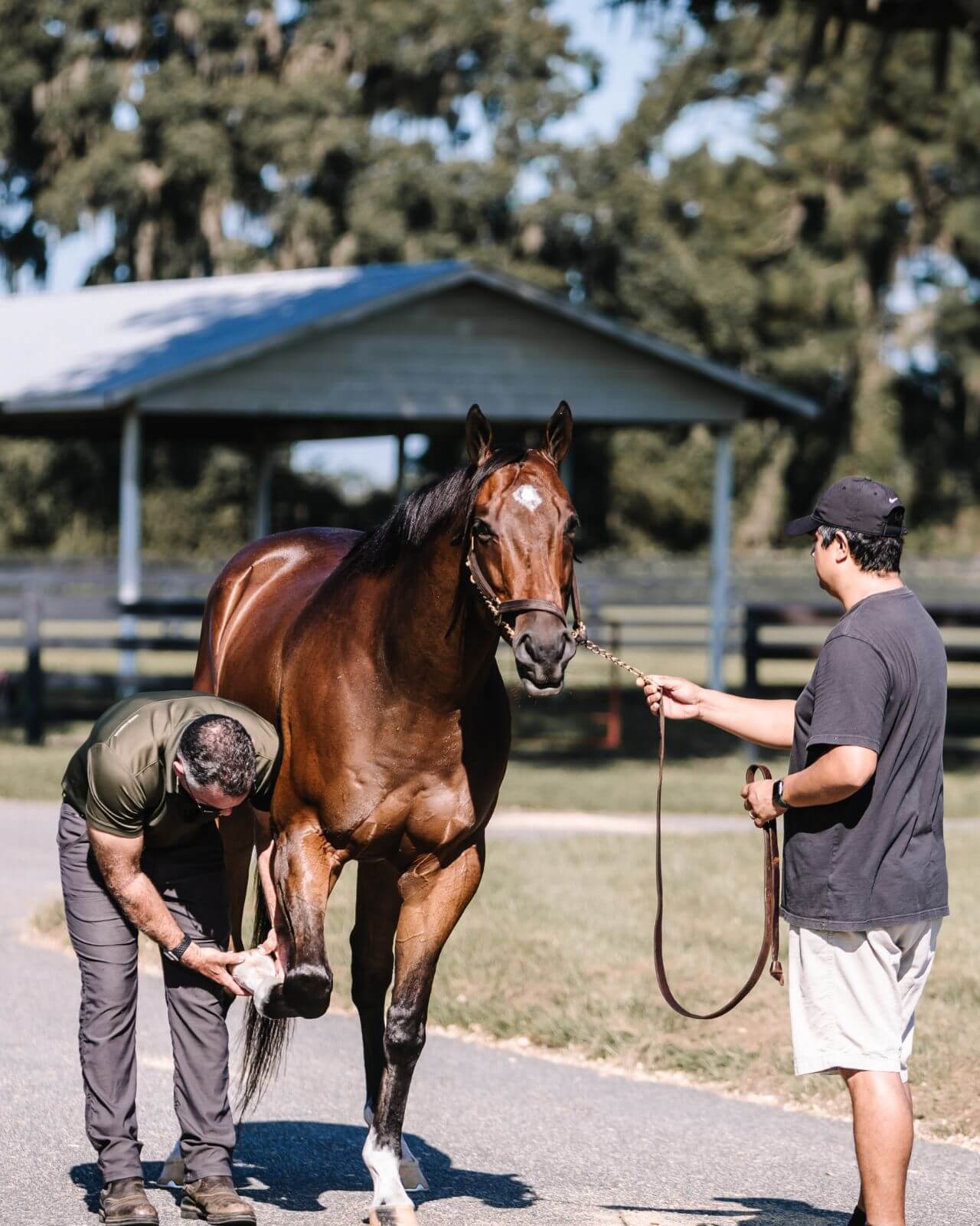 Ambulatory Care at Ocala Equine